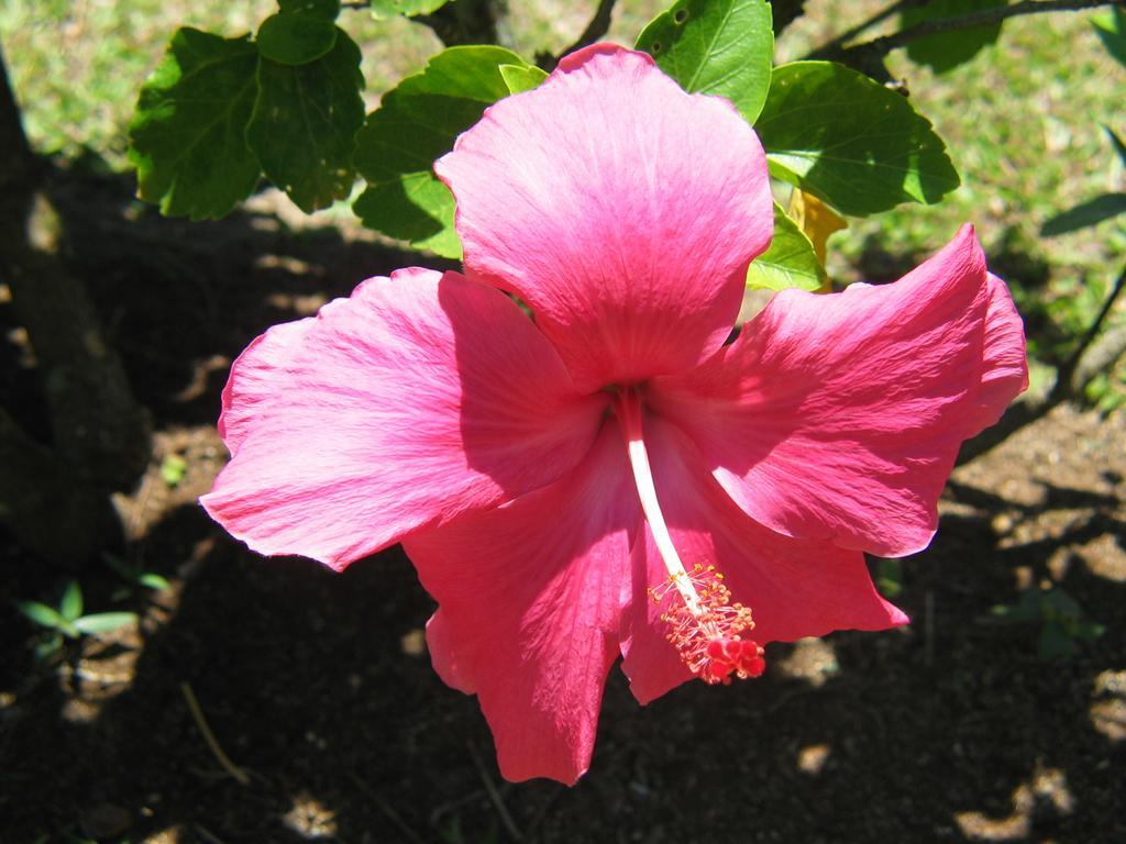 Sunhaven Beach Bungalows (Adults Only) Rarotonga Eksteriør bilde